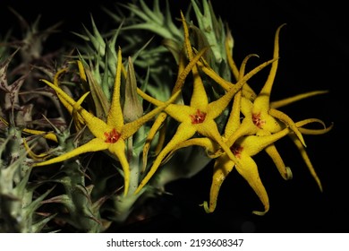 アフリカ産の黄色の腐肉の花 (Orbea caudata lutea)