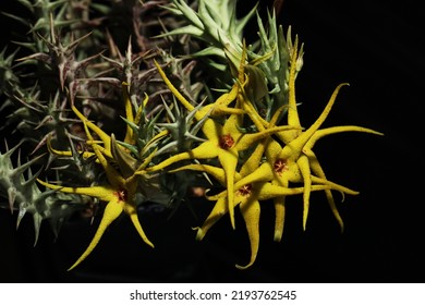 アフリカ産の黄色の腐肉の花 (Orbea caudata lutea)