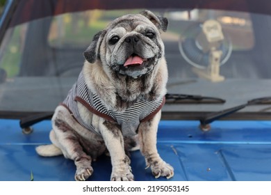 pug viejo gordo lindo sentarse en el concepto de día mundial del perro de viaje en automóvil