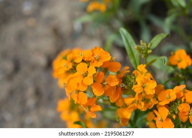シベリア ウォールフラワー オレンジ色の花 - ラテン名 - エリシムム x marshallii