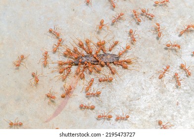 大きな赤いアリのチームは、死んだ獲物や餌を巣に戻して食料を保管するのに苦労しています.