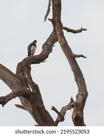 Chim Kenya, Châu Phi, Samburu