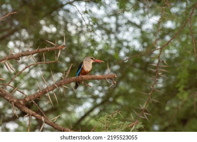 Chim Kenya, Châu Phi, Samburu