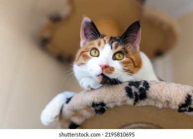 Beautiful domestic tricolor cat with yellow (amber) eyes sits on a cat climbing frame indoors and looks away. Close-up.