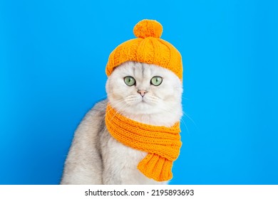 un gato blanco divertido, sentado en un sombrero de punto naranja y una bufanda, sobre un fondo azul