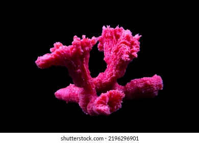 Sea corals in color on a black background. Close-up.