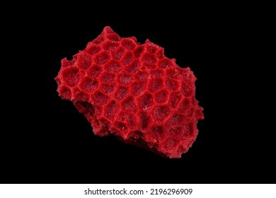 Sea corals in red color on a black background. Close-up.