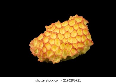 Sea corals in yellow color on a black background. Close-up.