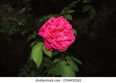Hablando en horticultura, las rosas rosadas son un clásico. Fueron las primeras rosas de color cultivadas, ya que las rosas rosadas son las más comunes en la naturaleza.