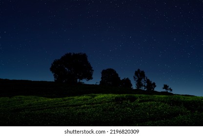緑の野原に星が輝く夜。木々のシルエットが映える夜景