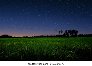 緑の野原に星空。農地の夜空