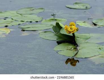 Gelbe Seerose auf dem Fluss