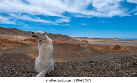 峡谷近くの砂漠でモンゴルの白い犬