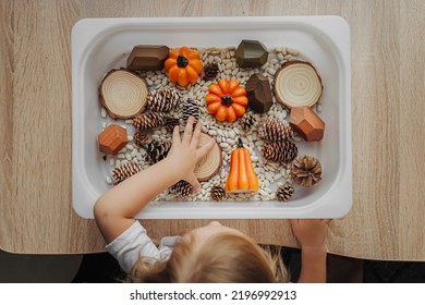 Fall Sensory Bin. Toddler playing with pumpkins, cones and dried beans in sensory box. Educational game. Learning through play. Montessori material. Sensory play ideas and Autumn nature crafts 