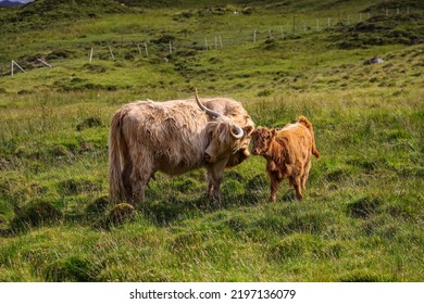 Schotse hooglander of Highland cow vee (Bos taurus taurus) moeder en haar kalf.