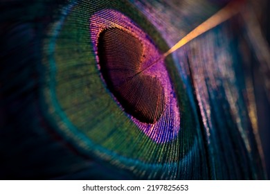Indien, 18. Februar 2021: Schöne und farbenfrohe Pfauenfeder Nahaufnahme abstrakte Muster Textur natürlicher Hintergrund, schöne leuchtende, leuchtende Farben Bokeh verwischen Licht, Farbbild.