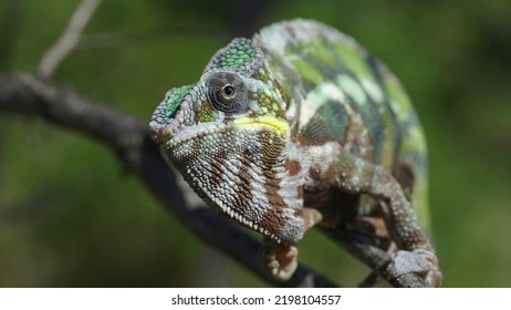 hameleon duduk di cabang pohon, menjilat bibirnya dan melihat sekeliling. Bunglon macan kumbang (Furcifer pardalis). Sisi depan, Close-up
