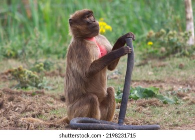 Monyet dengan dada merah cerah bermain dengan selang, primata berbulu bermain di bawah sinar matahari