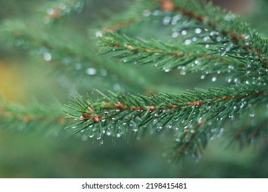 Green pine leaves and water dews HD wallpaper download