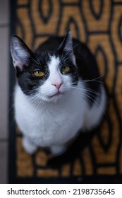 Retrato de un gato blanco y negro mirando a la cámara