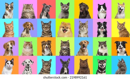Collage of multiple headshot photos of dogs and cats on a multicoloured background of a multitude of different bright colours.