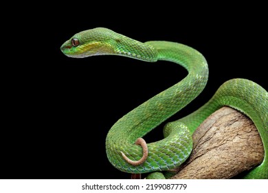 ular hijau berbisa di atas cabang, ular berbisa hijau dengan latar belakang hitam, ular berbisa dan berbisa, closeup hewan