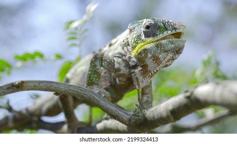 Tampilan jarak dekat dari hameleon duduk di cabang pohon, menjilat bibirnya dan melihat sekeliling selama ganti kulit. Bunglon macan kumbang (Furcifer pardalis).
