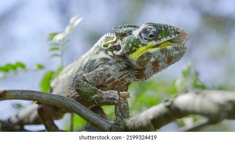Close up of Сhameleon sits on a tree branch, licks his lips and looks around during molting. Panther chameleon (Furcifer pardalis). 
