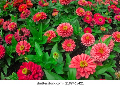ジニア・エレガンス、ジニア・ビオラセアが庭の花壇にピンクの赤いオレンジ色の花を咲かせ、自然の植物の花の壁紙の背景の背景パターン自然としてクローズアップ