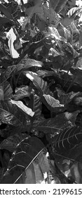 Textures of natural abstract black , gray, brown leaves for tropical leaf background images