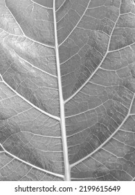 熱帯の葉の背景画像の自然な抽象的な黒、灰色、茶色の葉のテクスチャ