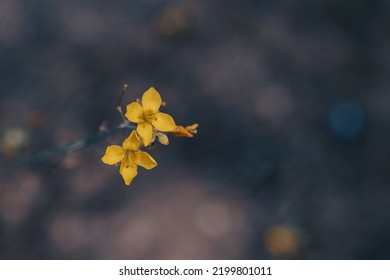 Fotografía macro de dos diminutas flores silvestres amarillas aisladas en un fondo oscuro y borroso con un suave efecto bokeh y espacio negativo. Postedición artística tonificada en colores malhumorados