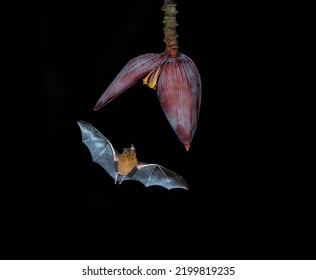 Un excelente murciélago con alas extendidas vuela a una flor misteriosa