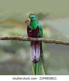 Burung eksotis langka berwarna mencolok yang menakjubkan dari keluarga Trogon Quetzal memegang kadal monitor stepa yang ditangkap di paruhnya