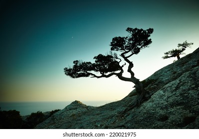 夕暮れ時の木と海。クリミアの風景。自然の背景