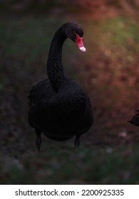 黒鳥のイメージ