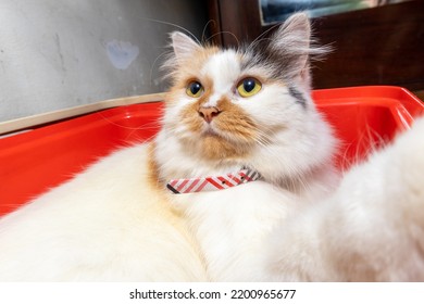 Un gato persa con tres colores en un balde rojo y mirando algo. de cerca.