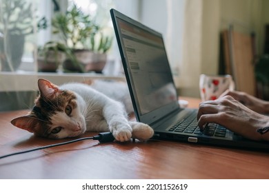 Gros plan d'un joli chat allongé au bureau avec un ordinateur portable. Travaillant et étudiant en ligne.