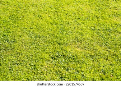 Groen gras op een zonnige dag. Gestructureerde achtergrond. Achtergrond veld.