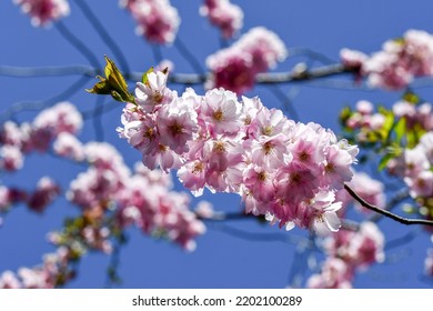 Foto de flores de cerezo rosa de un árbol en la temporada de primavera
