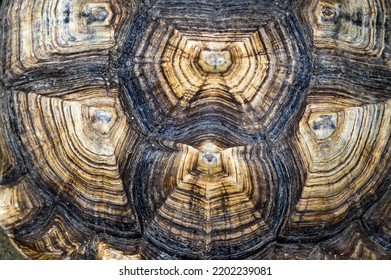 Draufsicht auf den Schildkrötenpanzer der Sulcata-Schildkröte oder der afrikanischen Spornschildkröte. Hintergrund und Textur