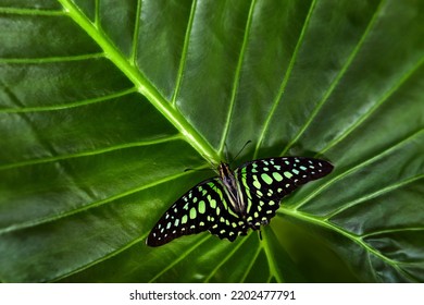 Indische dieren in het wild. Staartgaai, Graphium agamemnon, zittend op bladeren. Insect in het donkere tropische woud, natuurhabitat. Groene vlinder op groene bladeren. Vlinder in het natuurbos.