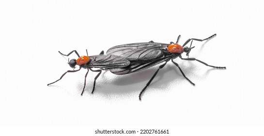 par de apareamiento Lovebug, love bug o love bugs - Plecia nearctica - una especie de mosca de marzo que se encuentra en partes de América Central y el sureste de los Estados Unidos, aislada en blanco