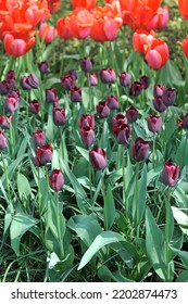 Dark red Triumph tulips (Tulipa) Ronaldo bloom in a garden in April