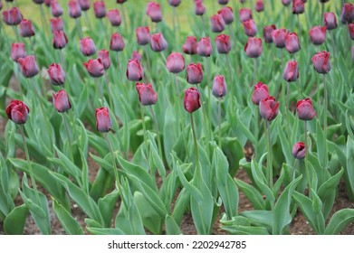 Dark red Triumph tulips (Tulipa) Ronaldo bloom in a garden in April