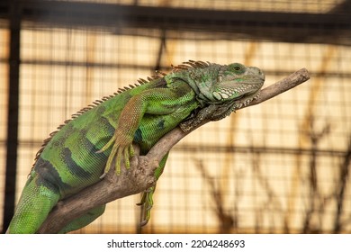 A green iguana looking tired lying on a piece of wood in the cage at the zoo