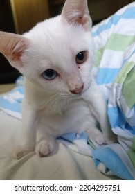 schattige babykat met geelblauwe ogen