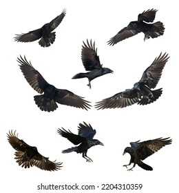 Birds flying ravens isolated on white background Corvus corax Halloween - mix eight flying birds black birds silhouette isolated on white