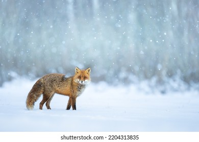 Zorro (Vulpes vulpes) en el paisaje de otoño, Polonia Europa, animal caminando entre praderas de invierno en la nieve