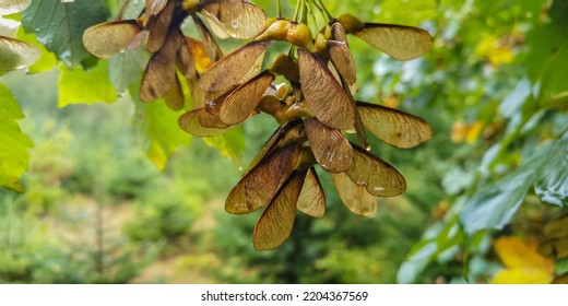 Maple seeds in a mountain forest on a rainy day